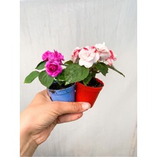 Videolu 2'li Karışık Renk Katmerli Cam Güzeli Çiçeği 10-15 cm Mini Saksıda Çiçekli Bodur Yeni Gine