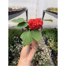 Videolu 2'li Karışık Renk Katmerli Cam Güzeli Çiçeği 10-15 cm Mini Saksıda Çiçekli Bodur Yeni Gine