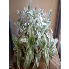 Videolu 1 Adet Beyaz Alacalı Telgraf Çiçeği 10-15 cm Saksılı Çiçekli Bodur Tradescantia Albiflora