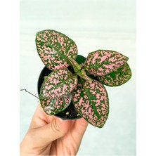 Videolu 1 Adet Mini Pembeli Hostes Çiçeği 5-15 cm Saksılı Çiçekli Bodur Bitkiler Hypoestes