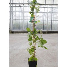Yayılıcı Duvar Sarmaşığı 4 Adet Tüplü 50-80 cm Soğuğa Dayanıklıdır