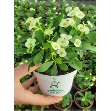 Beyaz Renk Dikenler Tacı Kaktüsü 1 Adet 10-15 cm Euphorbia Milii