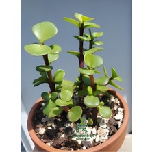 Para Çiçeği 1 Adet 8,5 Saksıda Dekoratif Canlı Bitki 10-15 cm