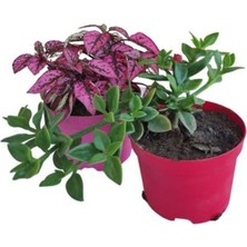 Garden Box 2'li Set 1 Adet Pembe Hostes Çiçeği+1 Adet Buz Çiçeği