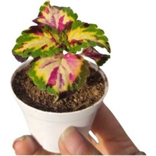 Muhteşem Görünümlü Yaprak Güzeli 1 Adet (5-10 cm) İç/dış Mekan Bitkisi