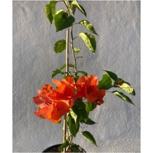 Videolu Turuncu Sarmaşık Begonvil (40 70 cm)1 Adet Saksılı Çiçekli Bitki Bougainvillea