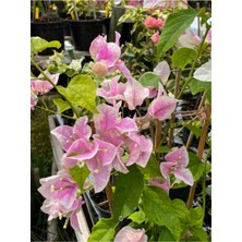 Sarılıcı Çift Renk Alyans Tırmanıcı Begonvil Sarmaşığı Fidanı Bougainvillea