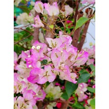 Sarılıcı Çift Renk Alyans Tırmanıcı Begonvil Sarmaşığı Fidanı Bougainvillea