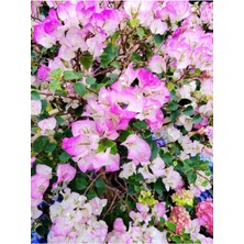 Sarılıcı Çift Renk Alyans Tırmanıcı Begonvil Sarmaşığı Fidanı Bougainvillea