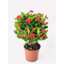 Videolu Kırmızı Milli Dikenler Tacı Dolgun Gösterişli Bitki 1 Adet Saksılı 20-40 cm (Euphorbia)