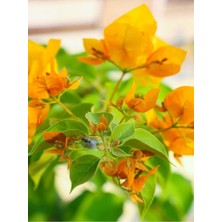 Videolu Sarı Begonvil (40 60 cm)1 Adet Saksılı Çiçekli İç/ Dış Mekan Bitkisi Bougainvillea
