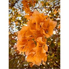 Videolu Turuncu Begonvil Sarmaşığı (80-100 cm) 1 Adet Saksılı/ Tüplü Çiçekli Bitki Bougainvillea