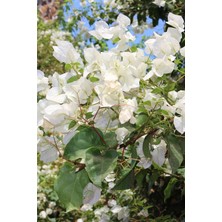 Beyaz Begonvil Bitkisi