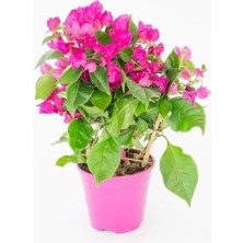 Saksıda Bodur Begonvil Fidanı 20-25 cm