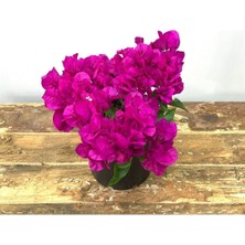 Begonvil Çiçeği-Kırmızı (15-20 cm)-Bodur Begonvil