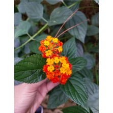 Videolu Sarı Turuncu Bodur Ağaç Minesi 1 Adet Saksılı 30-50 cm Bahçe Bitkisi (Lantana Camara)