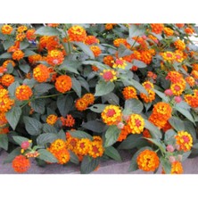 Videolu Sarı Turuncu Bodur Ağaç Minesi 1 Adet Saksılı 30-50 cm Bahçe Bitkisi (Lantana Camara)