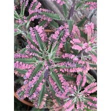 Videolu Pembe Aşkın Gözyaşı 1 Adet Saksılı 10-15 cm Kaktüs ve Sukulent (Kalanchoe Daigremontiana)