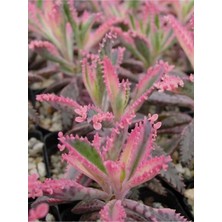 Videolu Pembe Aşkın Gözyaşı 1 Adet Saksılı 10-15 cm Kaktüs ve Sukulent (Kalanchoe Daigremontiana)