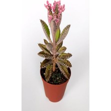 Videolu Pembe Aşkın Gözyaşı 1 Adet Saksılı 10-15 cm Kaktüs ve Sukulent (Kalanchoe Daigremontiana)