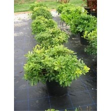 Videolu Yıldız Çalısı Pitos 25-35 cm Saksılı Çiçekli Bodur Bitkiler(Pittosporum Tobira)
