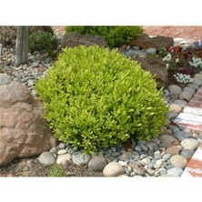 Videolu Yıldız Çalısı Pitos 25-35 cm Saksılı Çiçekli Bodur Bitkiler(Pittosporum Tobira)