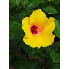 Videolu Sarı Renk Japon Gülü Çiçeği Fidanı 1 Adet Saksılı 50-70 cmBAHÇE Bitkisi (Hibiscus Rose)