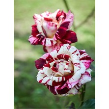 Videolu Sihirbaz Gül (40 60 cm)1 Adet Saksılı Dış Mekan Bitkisi Rose