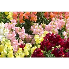 Videolu 10'lu Karışık Renk Aslanağzı Çiçeği Fidanı 5-15 cm Tüplü Çiçekli Bodur Antirrhinum Majus