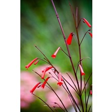Kırmızı Mercan Çiçeği (Russelia Equisetiformis)