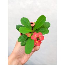 Videolu 1 Adet Mini Kırmızı Renk Dikenler Tacı Çiçeği 5-15 cm Saksılı Çiçekli Bodur Euphorbia Milii
