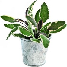 Garden Box Videolu Adaçayı Fidanı (40 60 cm)1 Adet Saksılı/ Tüplü İç/ Dış Mekan Bitkisi Salvia Officinalis