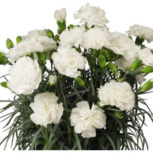 Videolu Beyaz Karanfil (15-25 cm) 1 Adet Saksılı Çiçekli Bodur Bitki Dianthus Caryophyllus