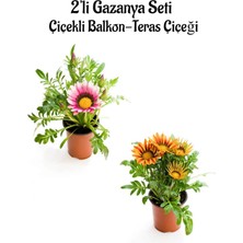 Pembe Gazanya 2 Adet+Turuncu Sarı Gazanya 2 Adet Saksılı 10-20 cm Balkon Bitkisi