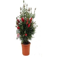 Videolu Canlı Kırmızı 1 Adet Fırça Çalısı Çiçeği Fidanı 60-80 cm Saksılı (Bottlebrush)
