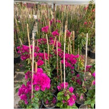 Sarmaşık Begonvil Bitkisi Saksıda 70/100 cm Bougainvillea