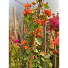 Sarmaşık Begonvil Bitkisi Saksıda 70/100 cm Bougainvillea