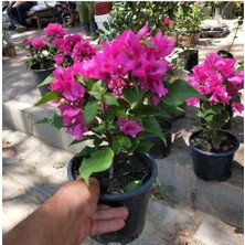Çiçekli Bodur Begonvil, (Çalı Tipi Begonvil) Saksıda Fuşya Renkli 15-30 cm.