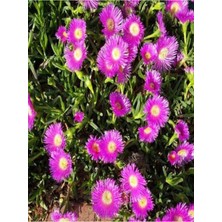 Videolu Mor Renkli 30 Adet Kazayağı Çiçeği Fidanı 10-25 cm Saksılı (Bougainvillea)