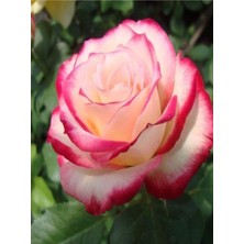 Videolu 1 Adet Pembe Beyaz Gül Fidanı 40-80 cm Saksılı (Rose Sapling)