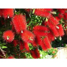 Kırmızı Fırça Çalısı Çiçeği Fidanı 60 cm 80 cm