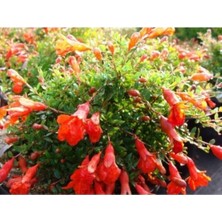 Videolu Bodur Süs Narı Çiçeği Fidanı 30-40 cm Saksılı Çiçekli Bodur Bitkiler Pomegranate Tree