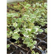 Alacalı Aromatik Kokulu (Plectranthus Forsteri) Çiçeği