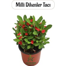 Mini Kırmızı Renk Milii Dikenler Tacı Çiçeği 10-15 cm İç/dış Mekan Çiçeği