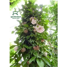 Hoya Beyaz Renk Mum Çiçeği 30-50 cm Çok Yıllık Sarmaşık Bitki