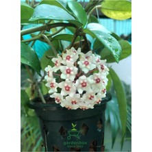 Özel Tür Mum Çiçeği Beyaz Renk Mum Çiçeği 30-50 cm 1 Adet