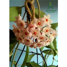 Beyaz Renk Mum Çiçeği 10-20 cm