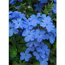 Sarmaşık Mavi Çiçekli Yasemin Fidanı 30-60 cm (Blue Jasmine)