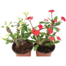 Videolu Milli Dikenler Tacı Kırmızı-Beyaz Çiçekli 2 Adet (25 55 cm) Saksılı Kaktüs Euphorbia