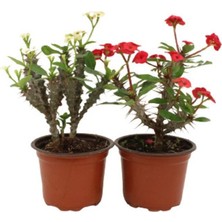 Videolu Milli Dikenler Tacı Kırmızı-Beyaz Çiçekli 2 Adet (25 55 cm) Saksılı Kaktüs Euphorbia